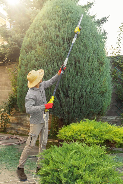 Best Emergency Tree Service  in Atherton, CA